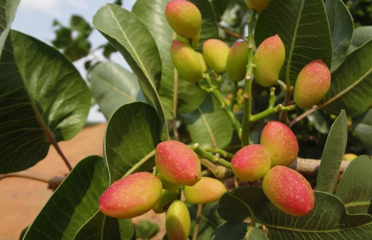 تاثیر سولفات منگنز برای پسته