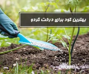 بهترین کود برای درخت گردو