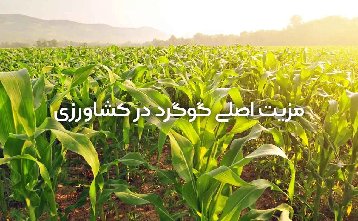 نقش گوگرد در رشد گیاهان